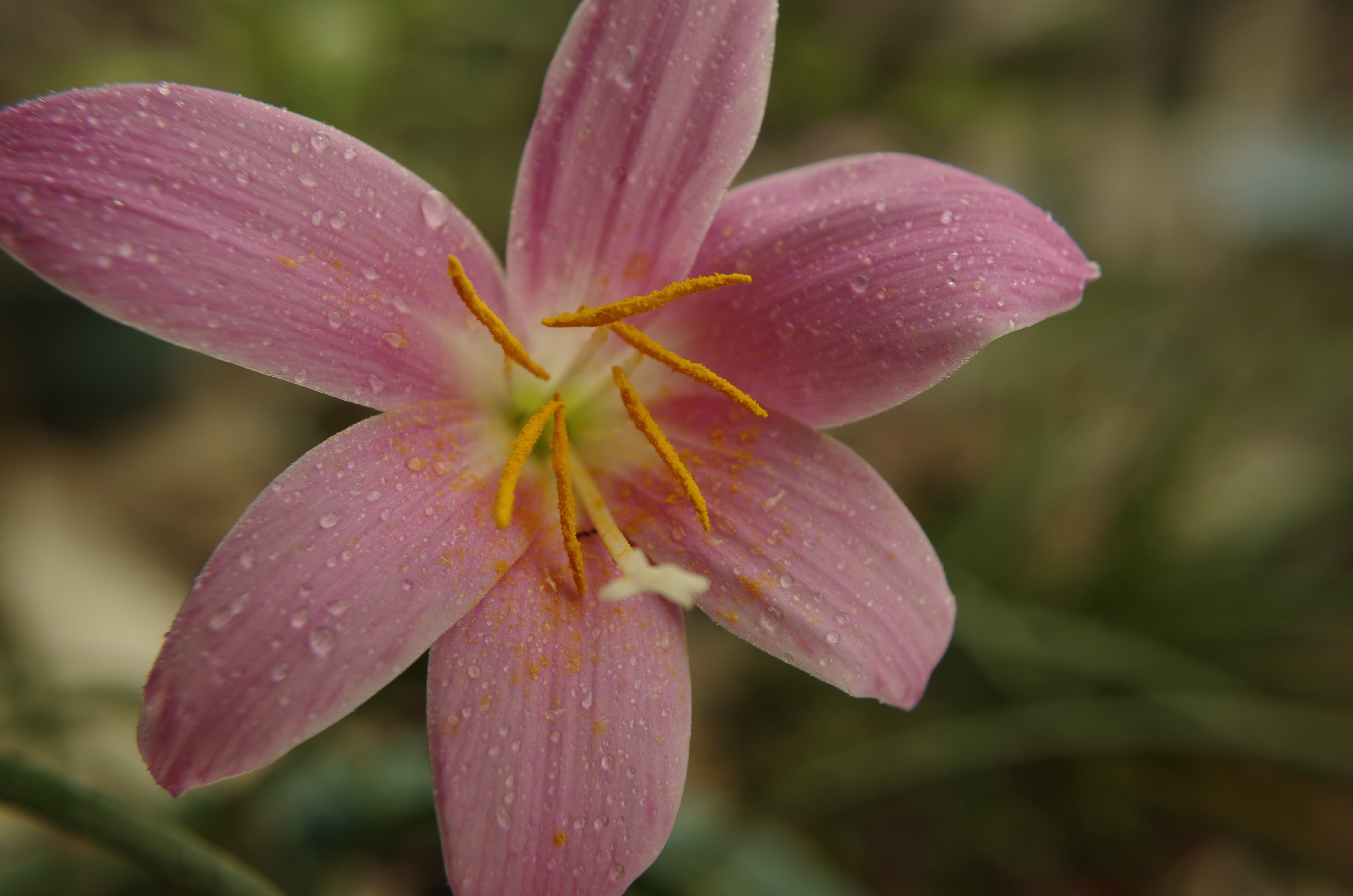 晴雨花