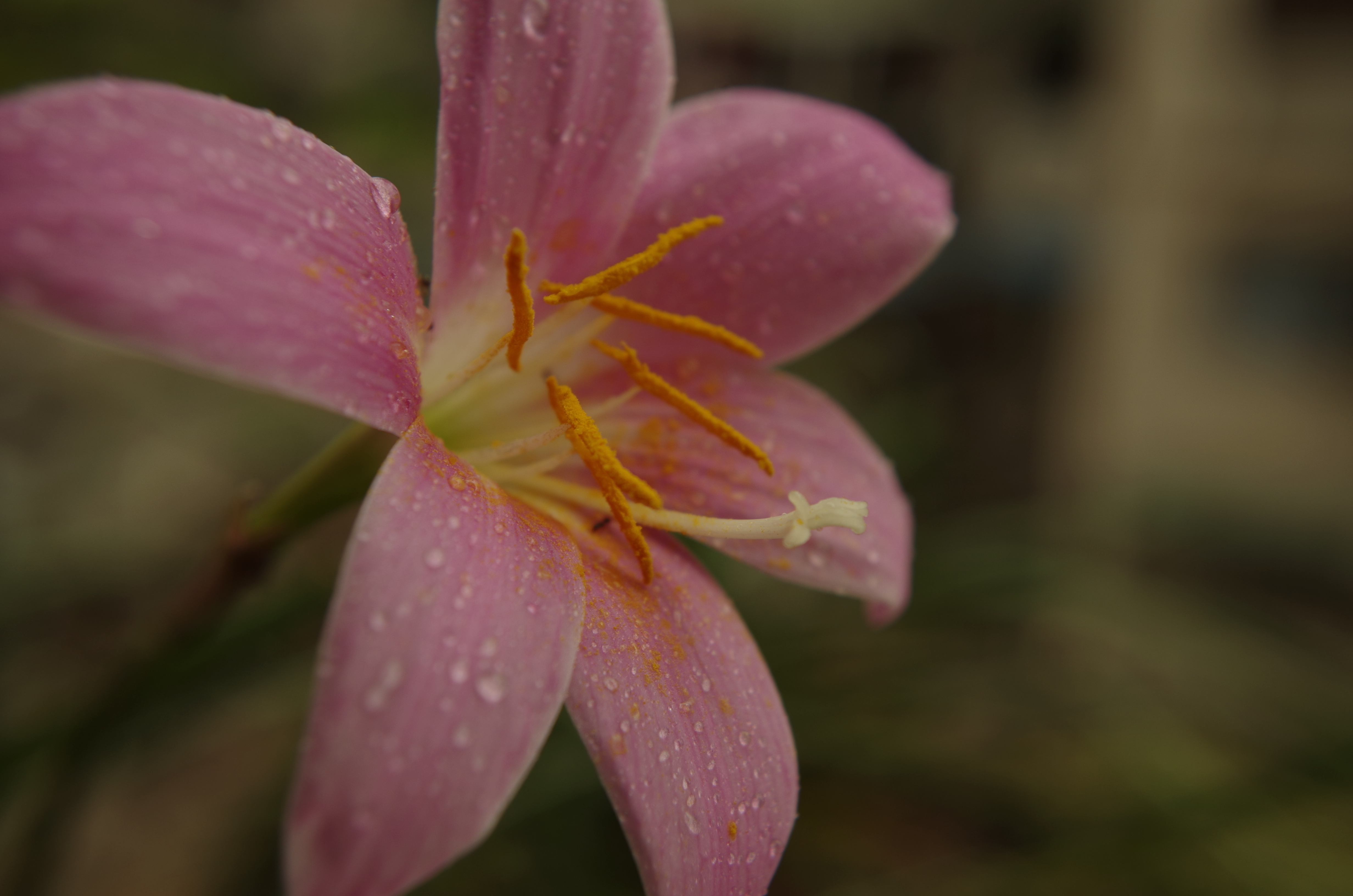 晴雨花