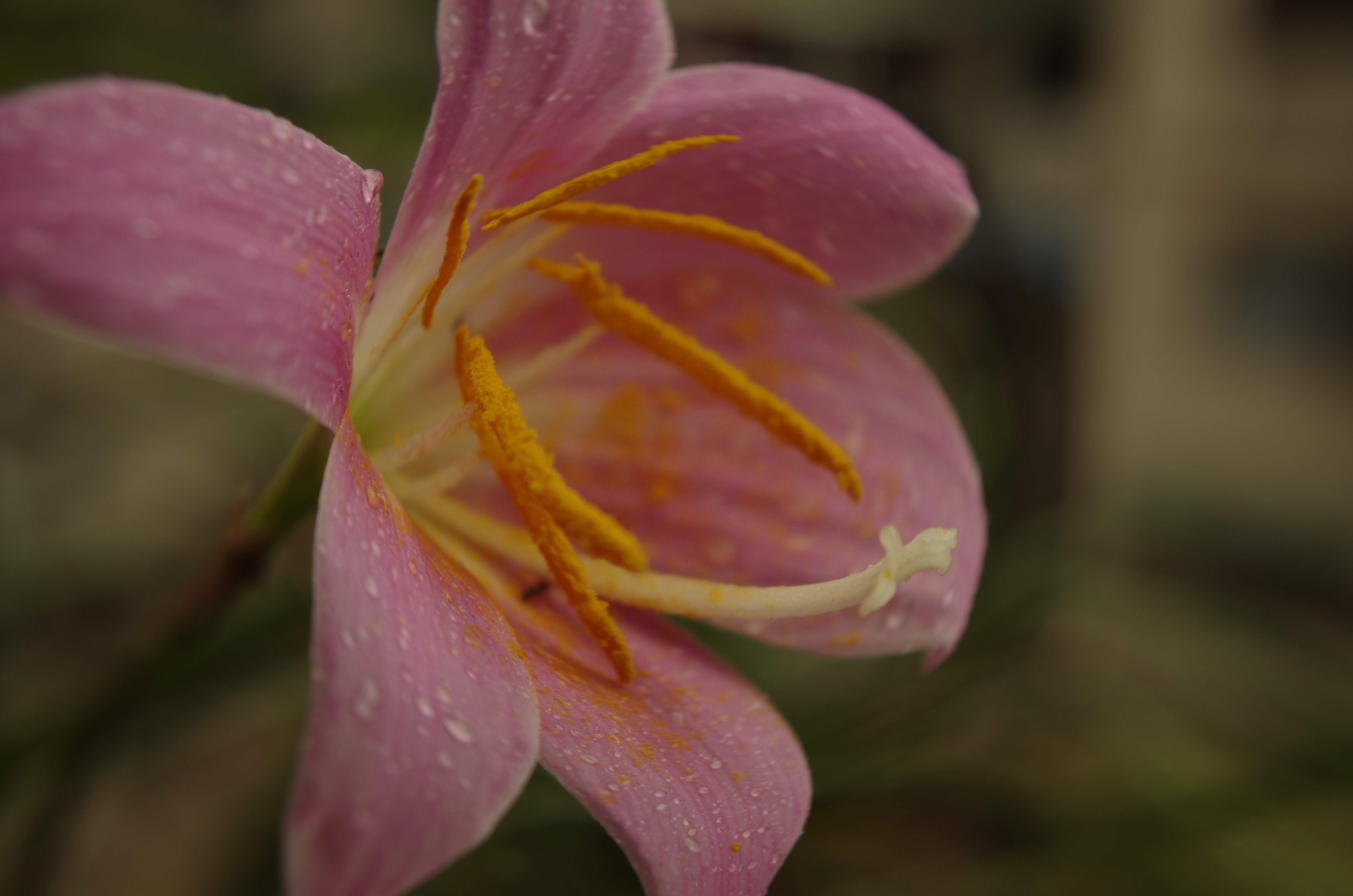 晴雨花