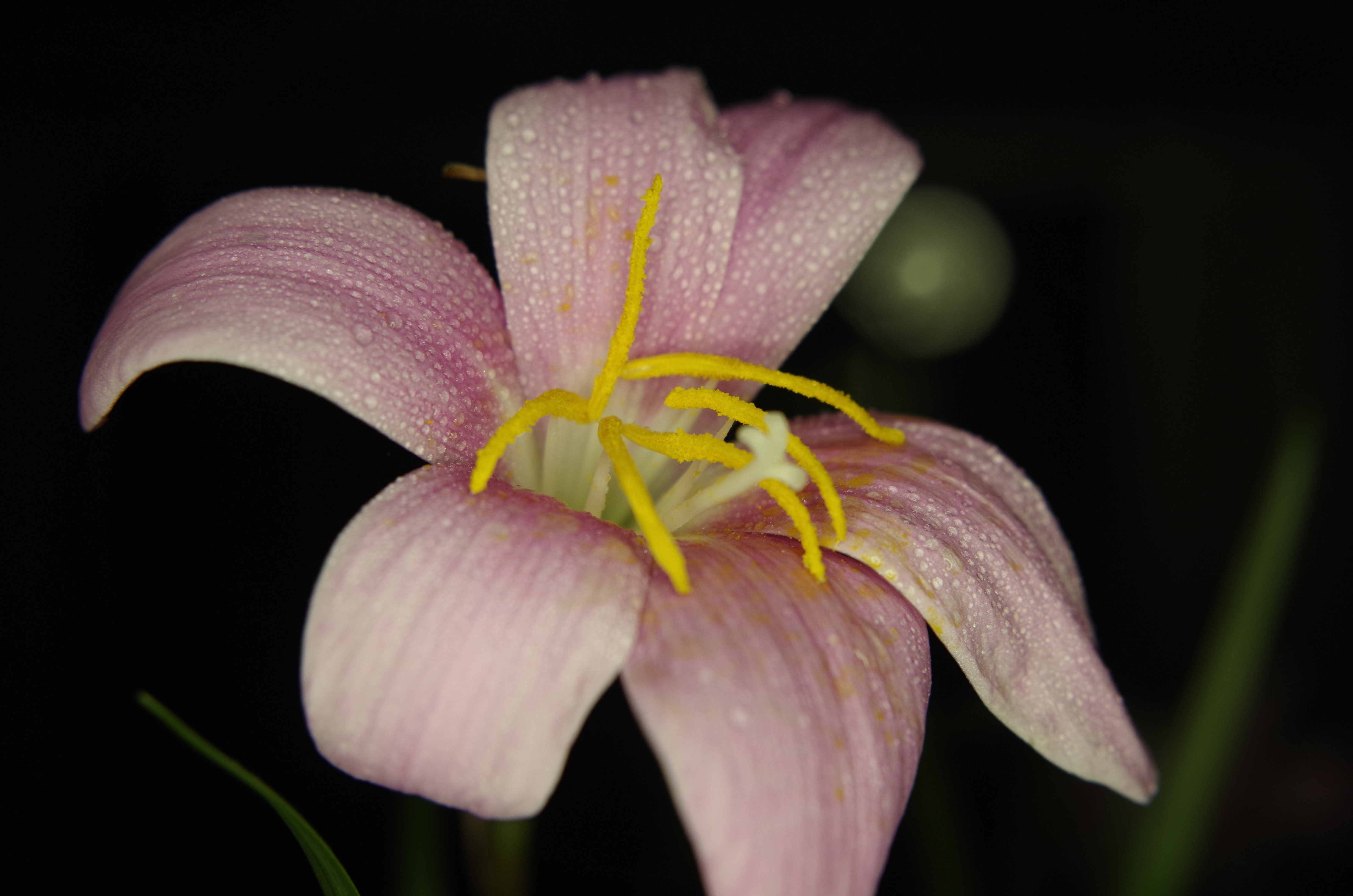 晴雨花