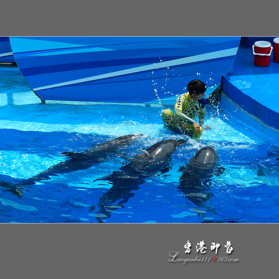 【【香港印象3】海洋公园海豚秀摄影图片】香