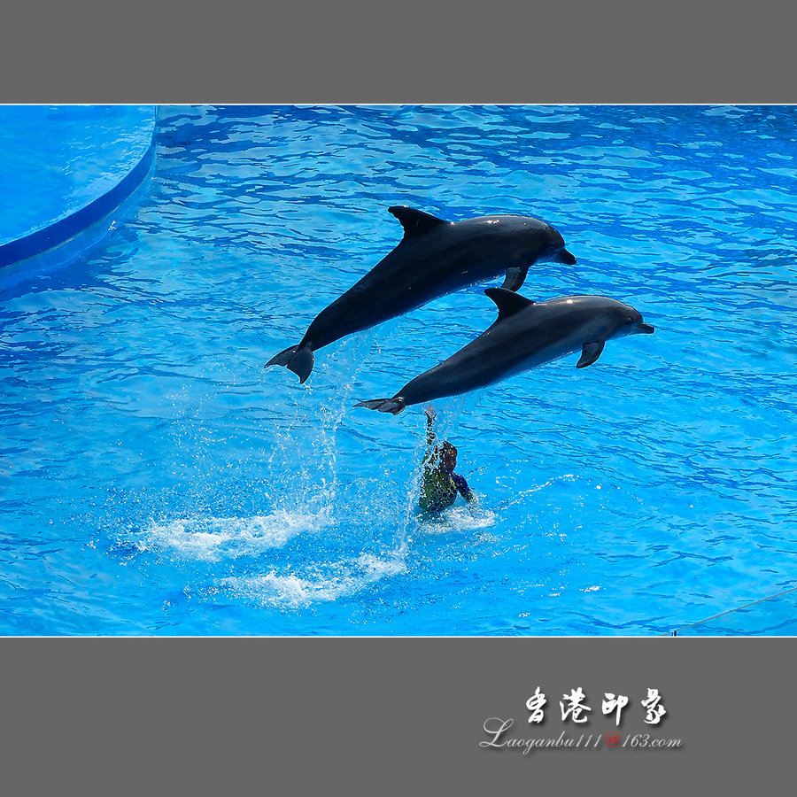 【【香港印象3】海洋公园海豚秀摄影图片】香