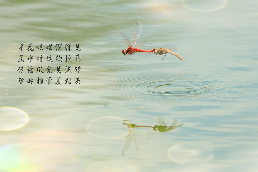 【点水蜻蜓款款飞摄影图片】塔什干生态摄影