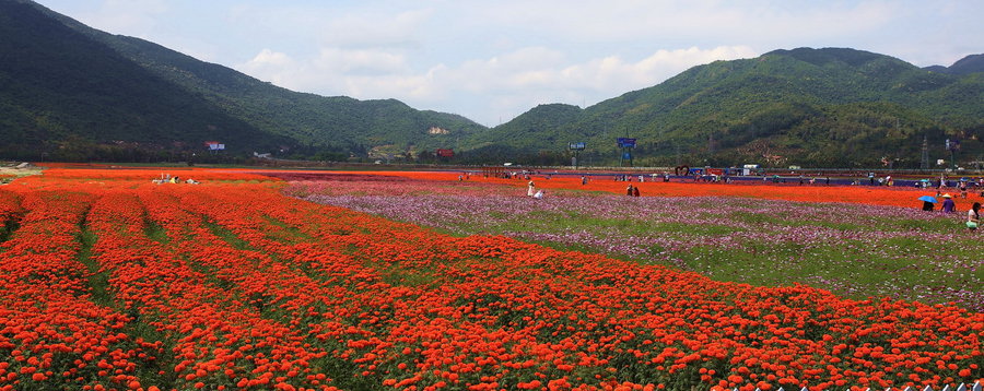 凤凰花海