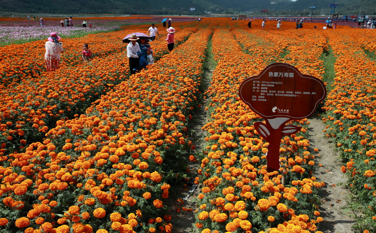 凤凰花海