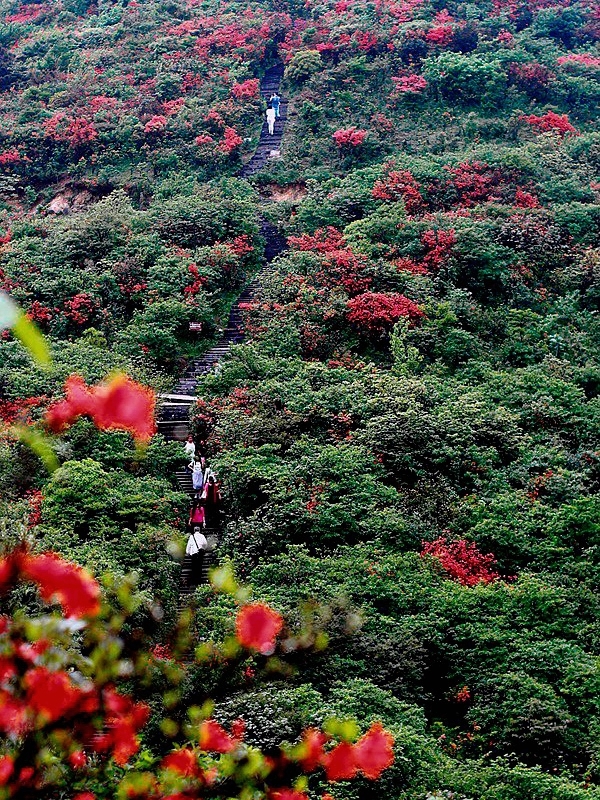 永州阳明山映山红