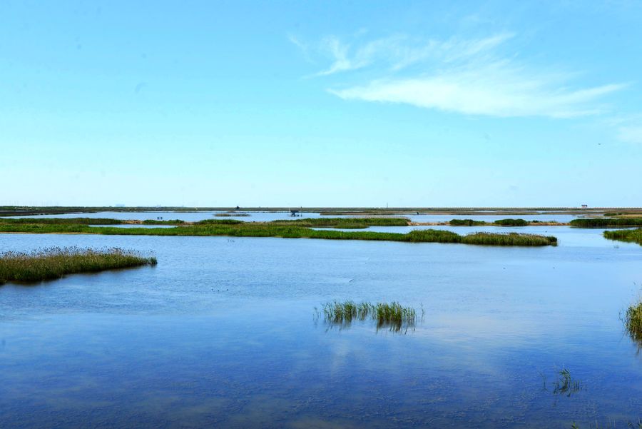 崇明东滩湿地