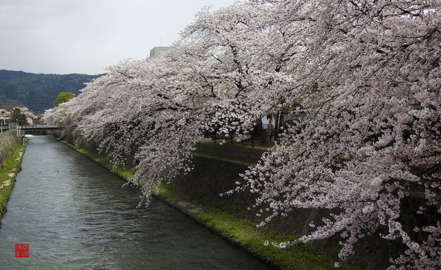 【在那樱花盛开的地方-京都随拍摄影图片】京