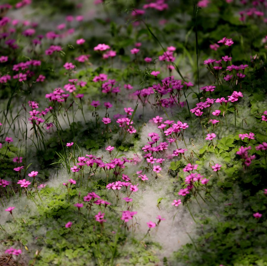 【红花酢浆草摄影图片】上海闸北生态摄影