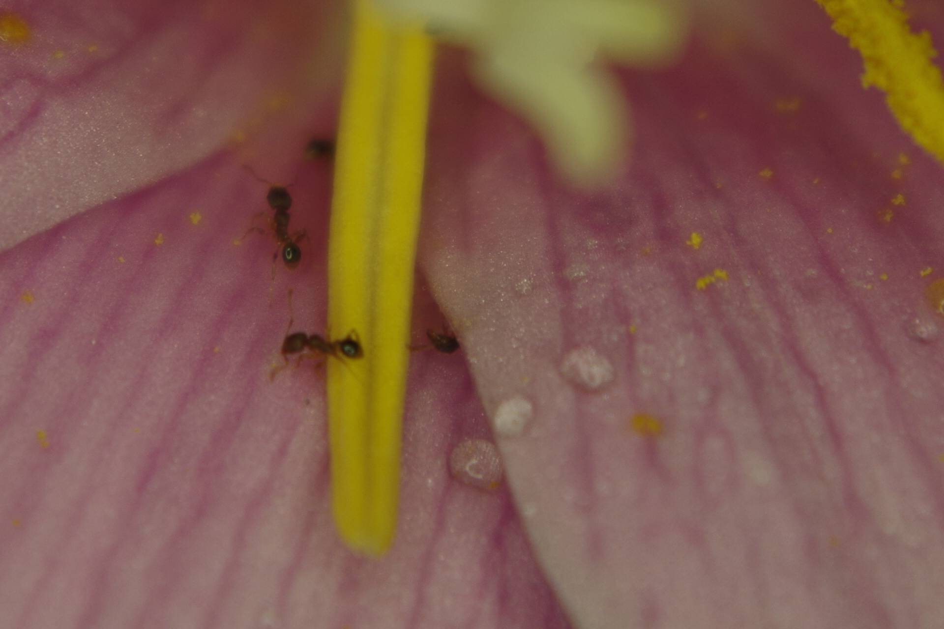 晴雨花