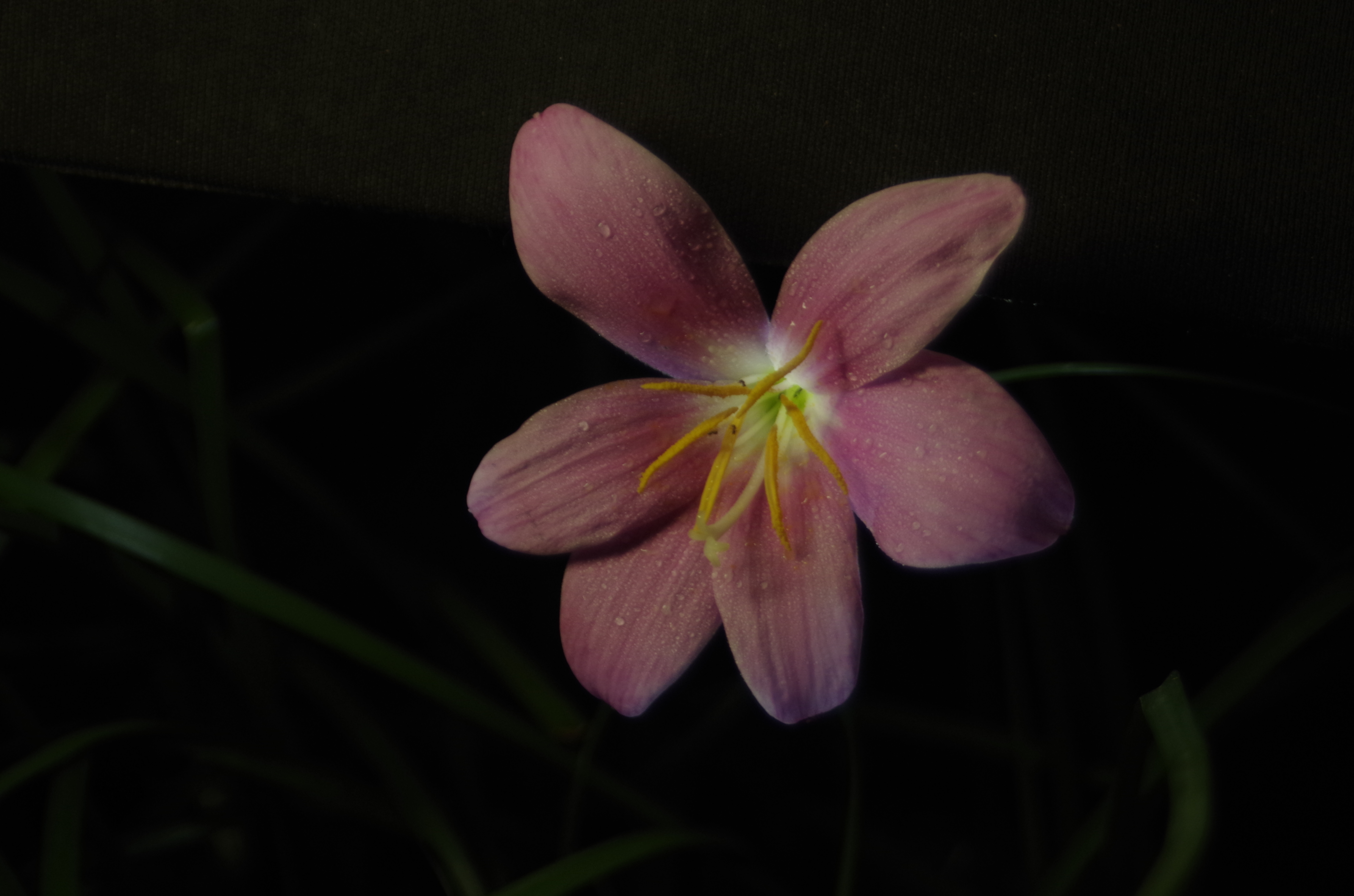 晴雨花