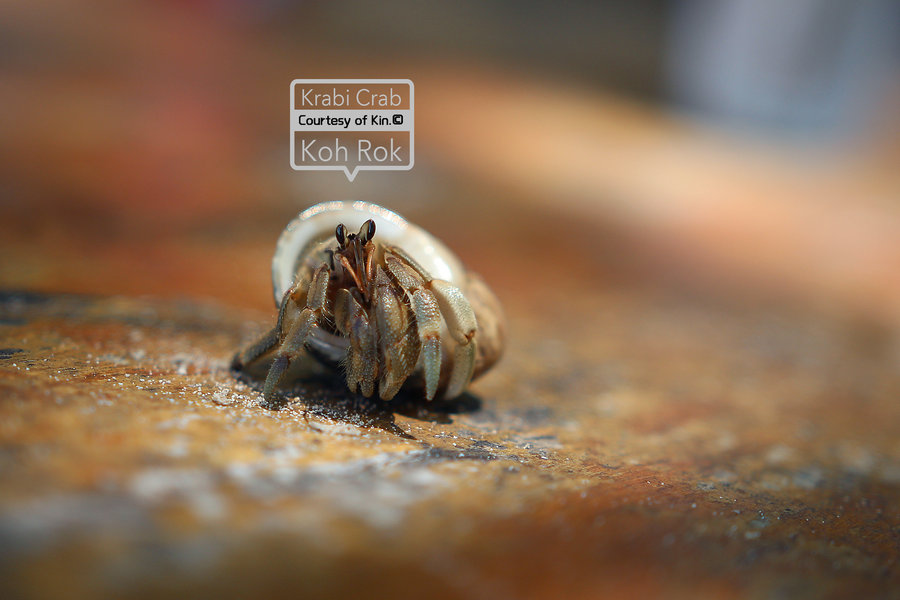 【Krabi Crab摄影图片】泰国甲米Rok岛生态摄