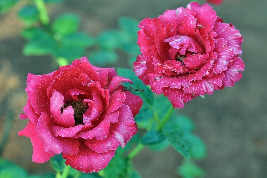 【等爱的玫瑰摄影图片】棕王园生态摄影