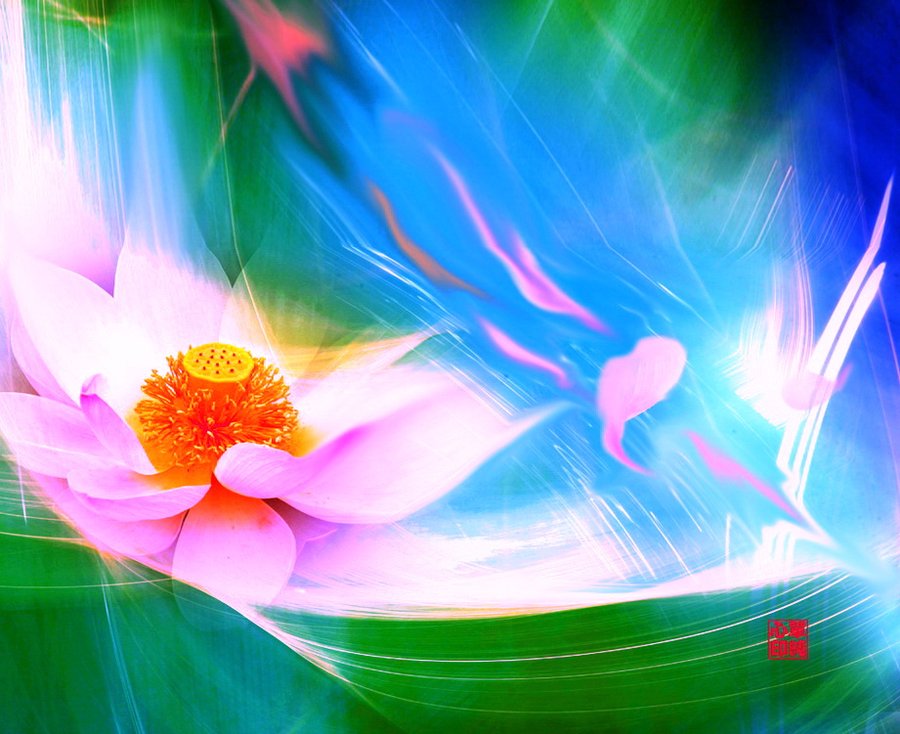 心随莲花开