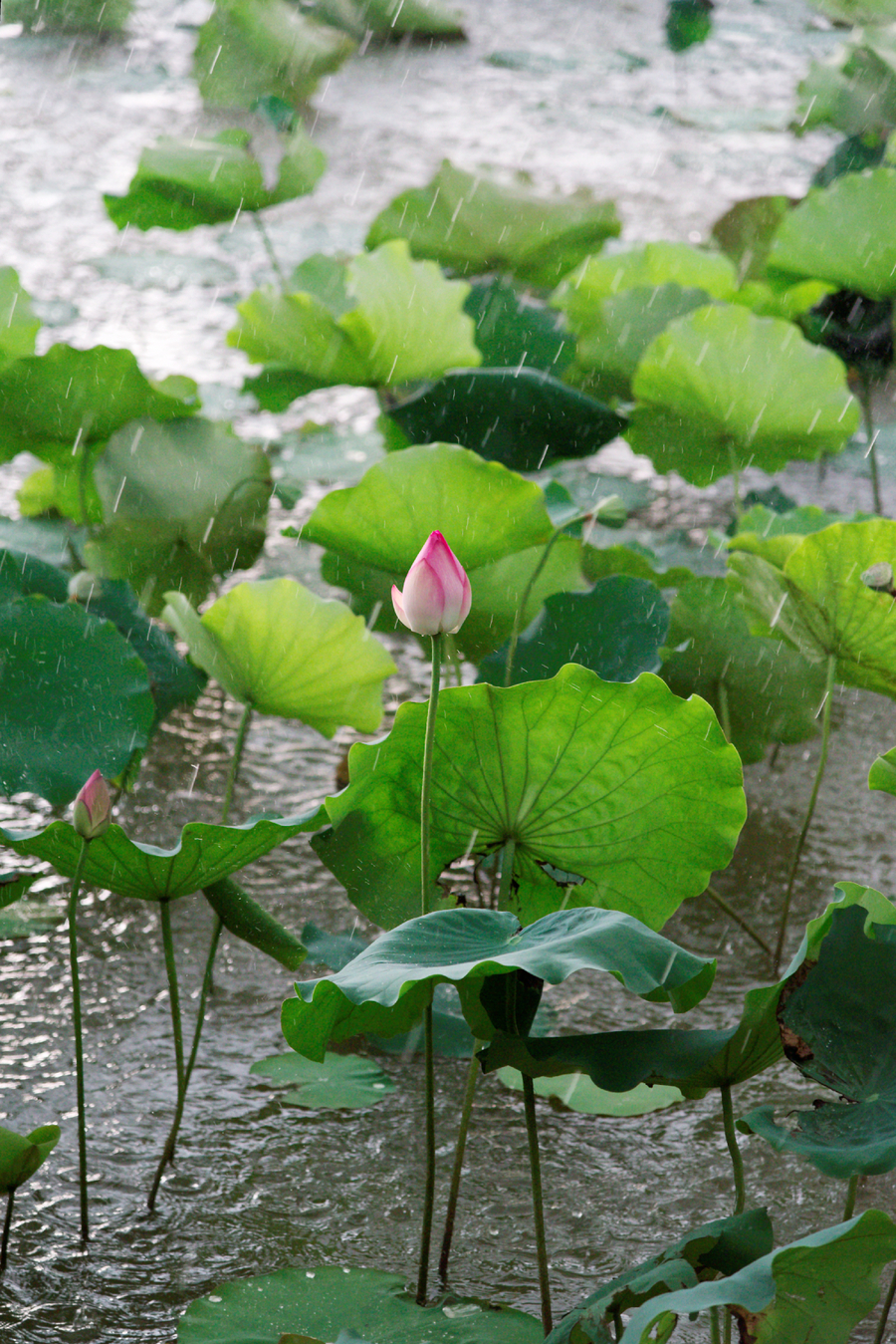 风雨荷塘