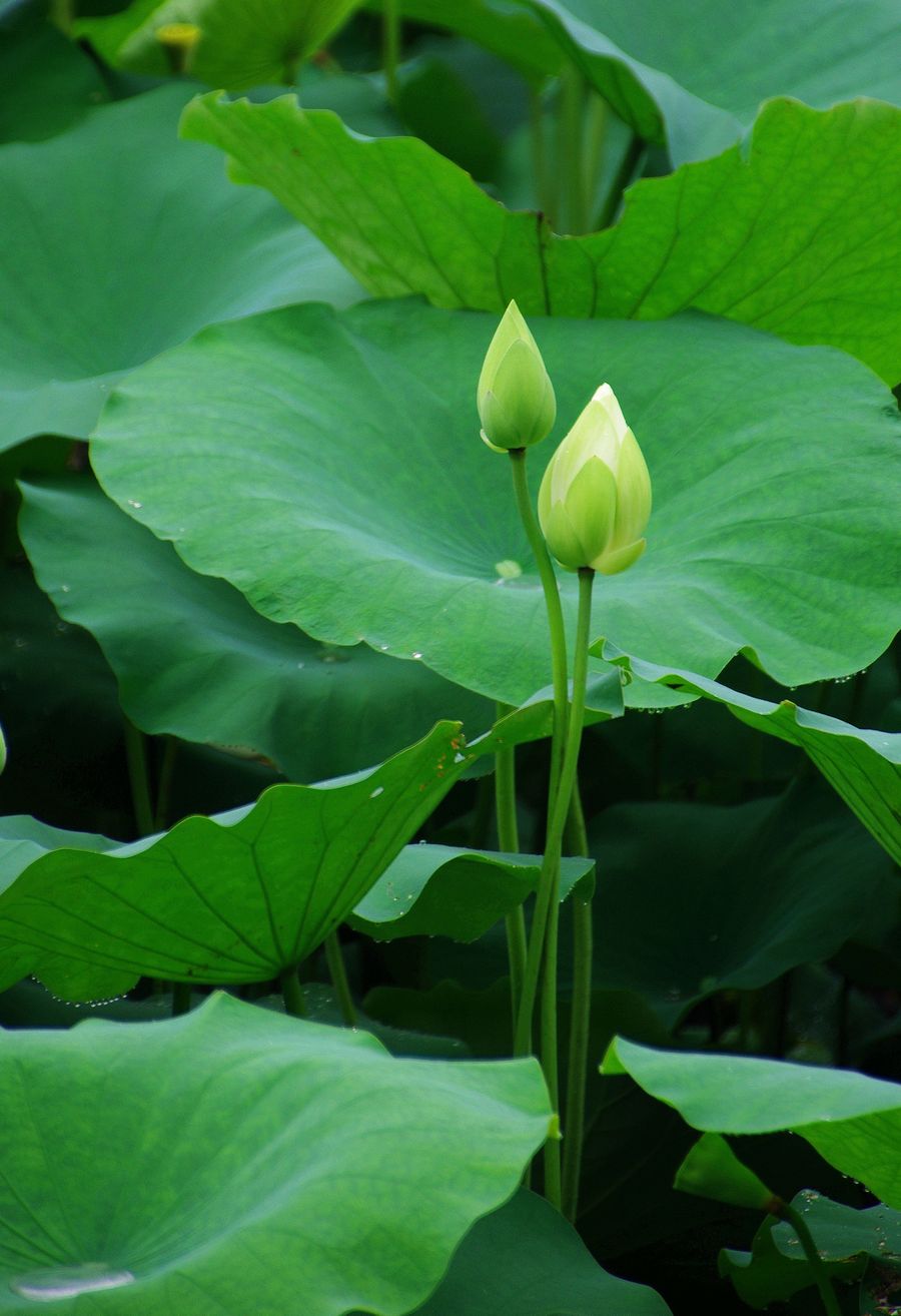 洁白,纯洁,荷花靓.