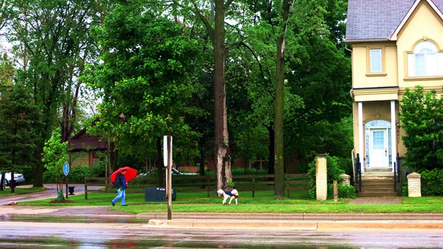 雨中漫步多伦多街头