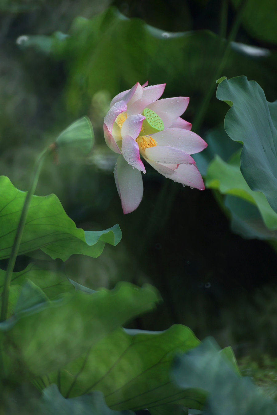 【折返镜拍荷花摄影图片】生态摄影_太平洋电脑网摄影