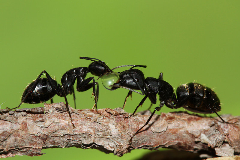 【黑蚂蚁摄影图片】DL生态摄影