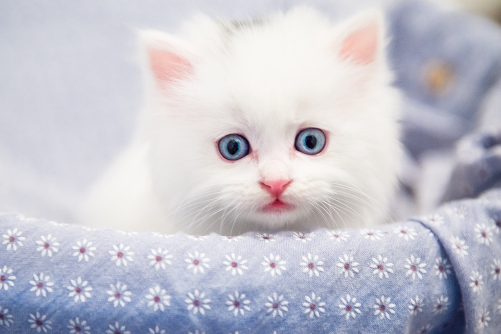 【萌萌哒】萌猫二妞