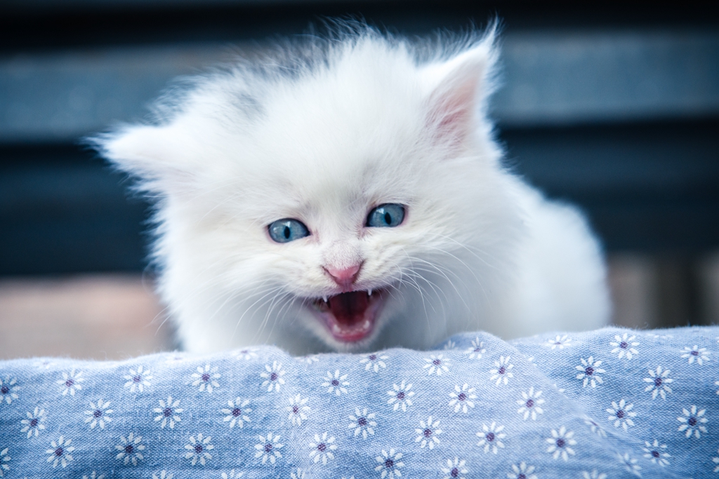 【萌萌哒】萌猫二妞