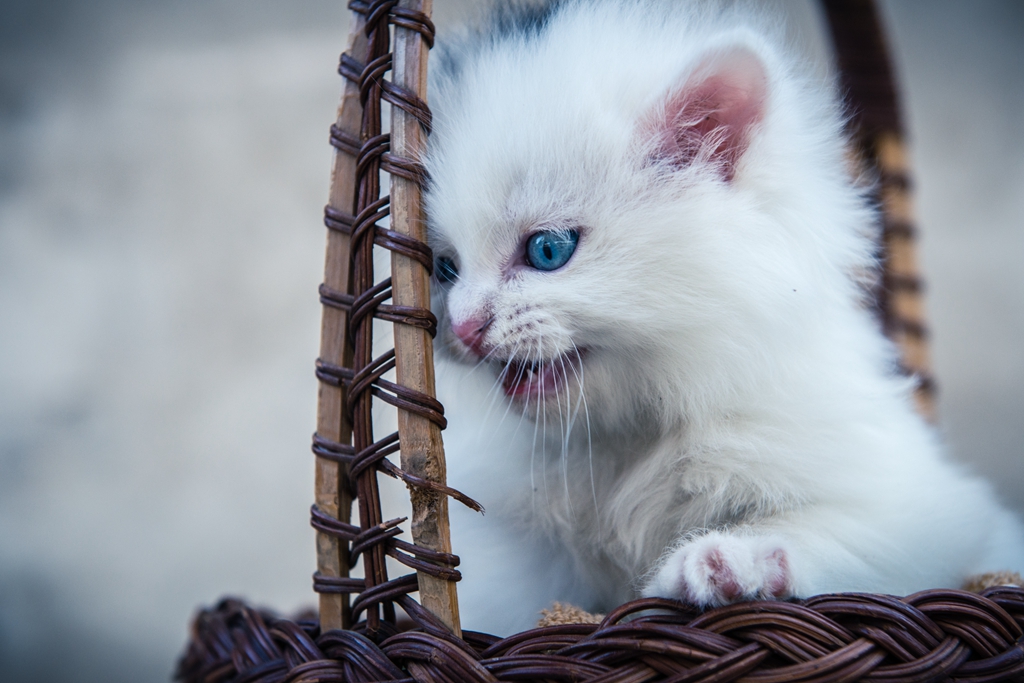 【萌萌哒】萌猫二妞