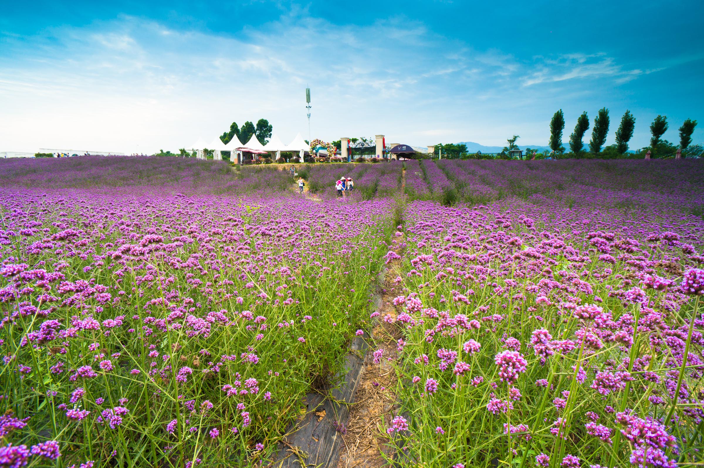 6月新疆赏花，你在城里公园看花，我在北疆漫步花海 - 知乎