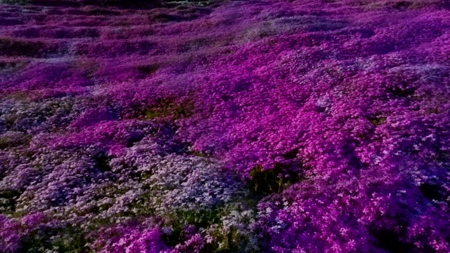 【东藻琴芝桜公园摄影图片】日本北海道风光旅