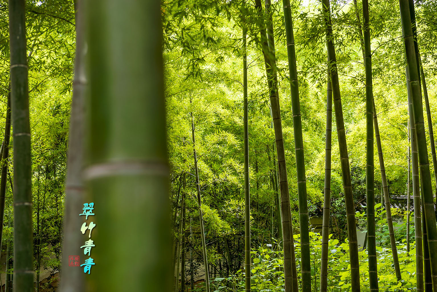 【翠竹摄影图片】公园风光摄影_太平洋电脑网摄影部落