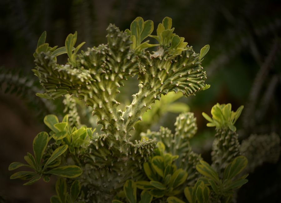 沙漠植物