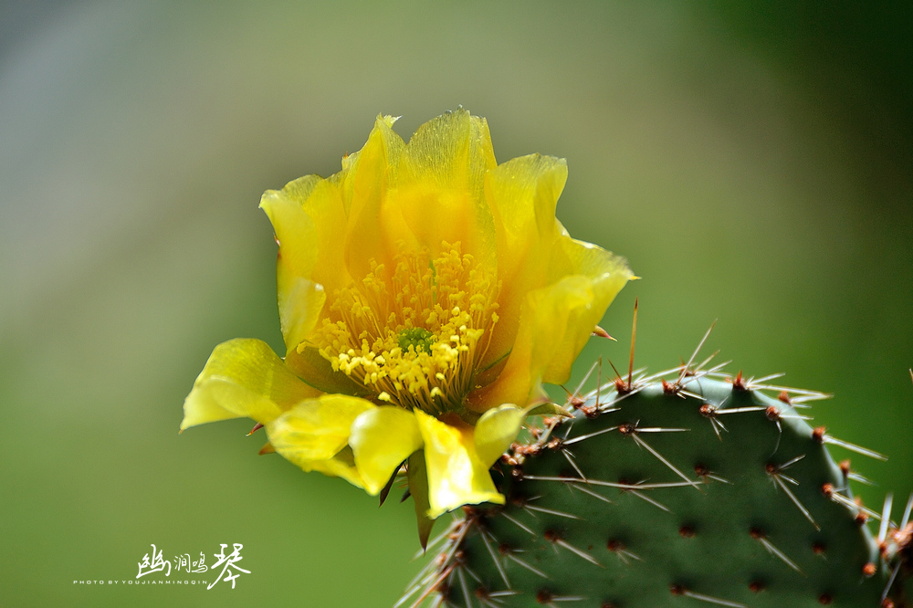 仙人掌花