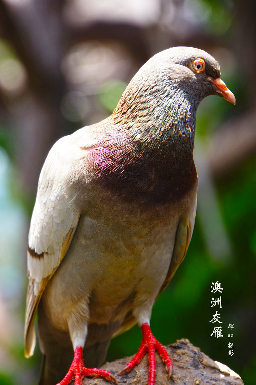 澳洲灰雁