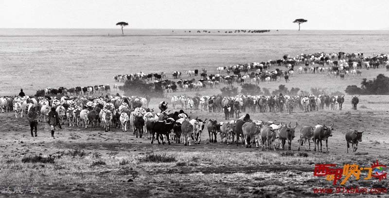【肯尼亚、坦桑尼亚野生动物大迁徙摄影图片】