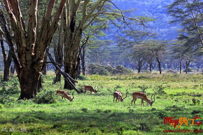 【肯尼亚、坦桑尼亚野生动物大迁徙摄影图片】