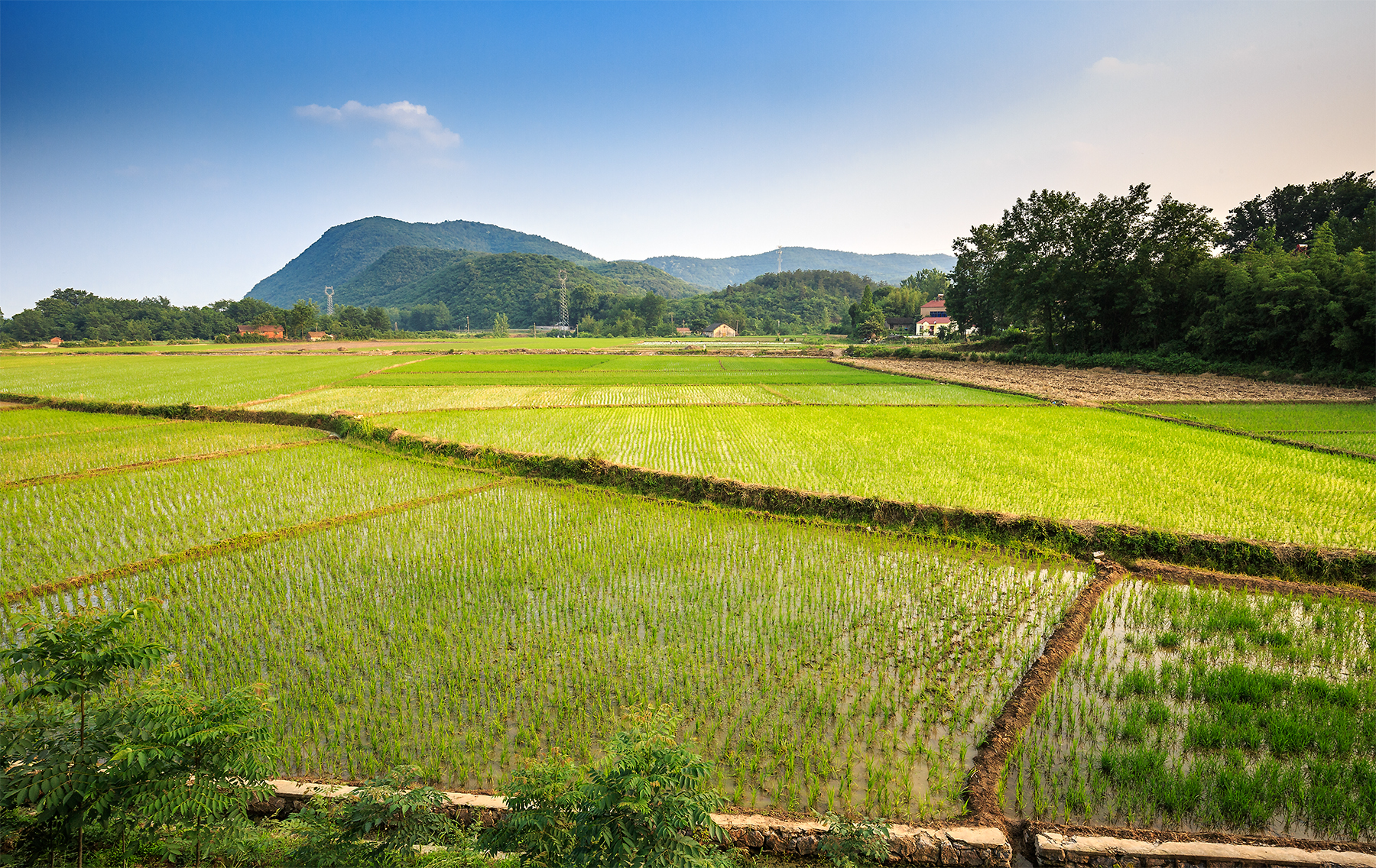 身边的风景(麦田,稻田,水库)