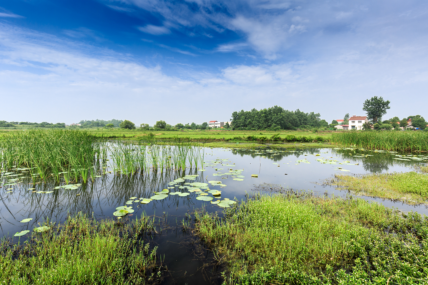 身边的风景(麦田,稻田,水库)