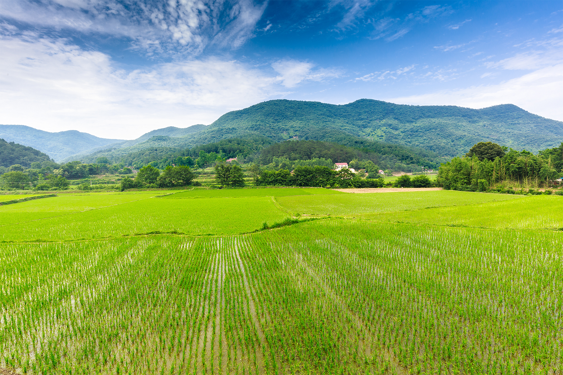 身边的风景(麦田,稻田,水库)