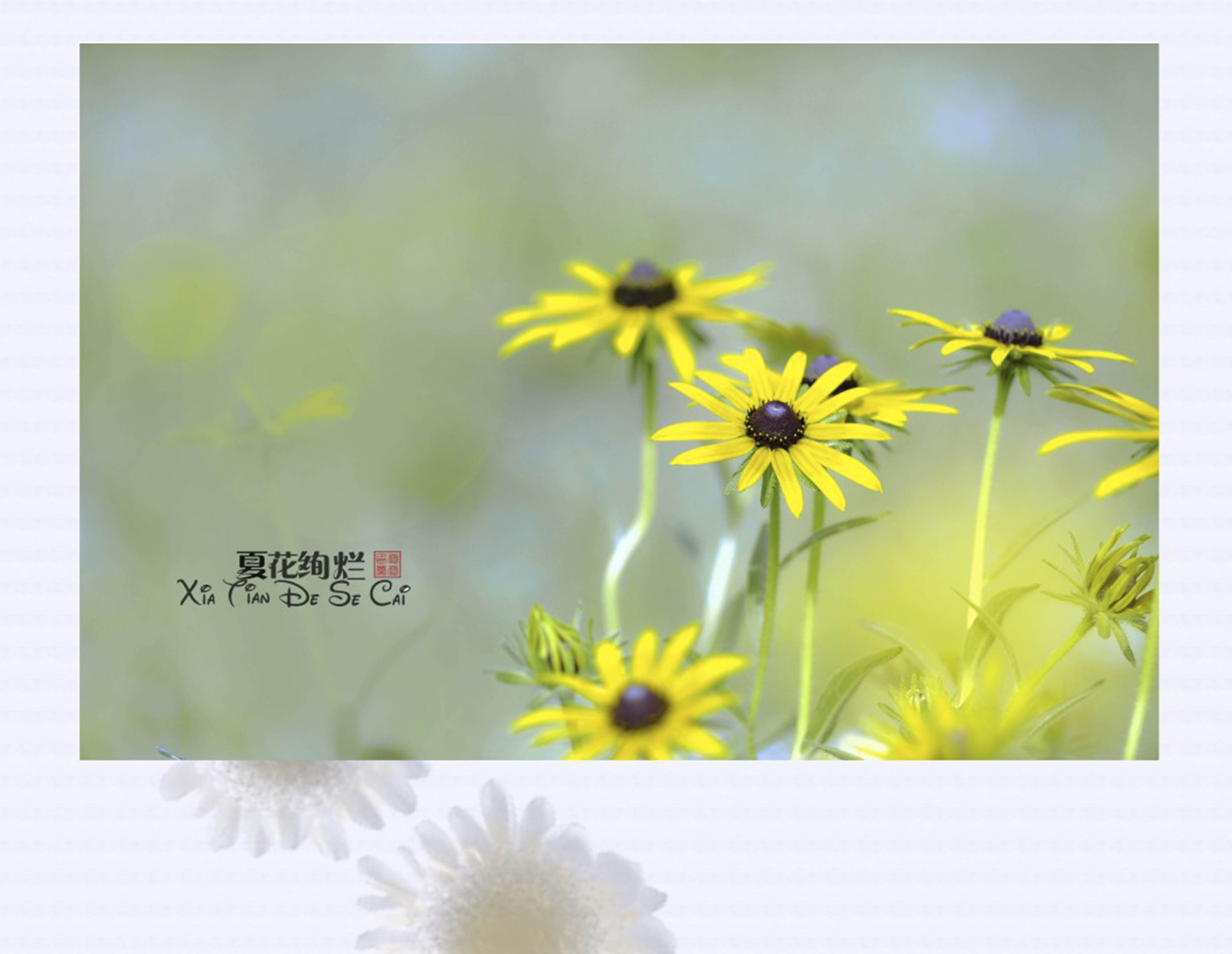 夏花绚烂