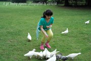 ӵͯͯȤ--A girl feeding pigeons