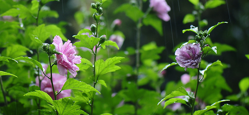 雨·花