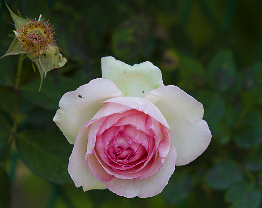 【玫瑰花摄影图片】周至玫瑰园生态摄影