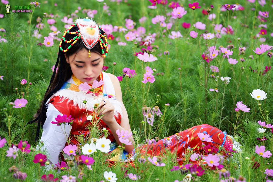 迷人的格桑花