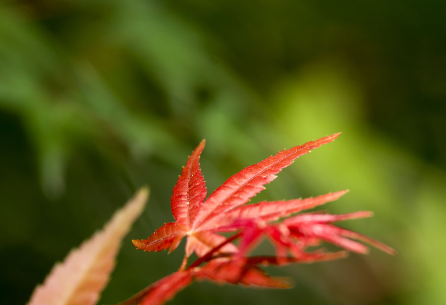 【翠绿林中一叶红摄影图片】苗圃生态摄影