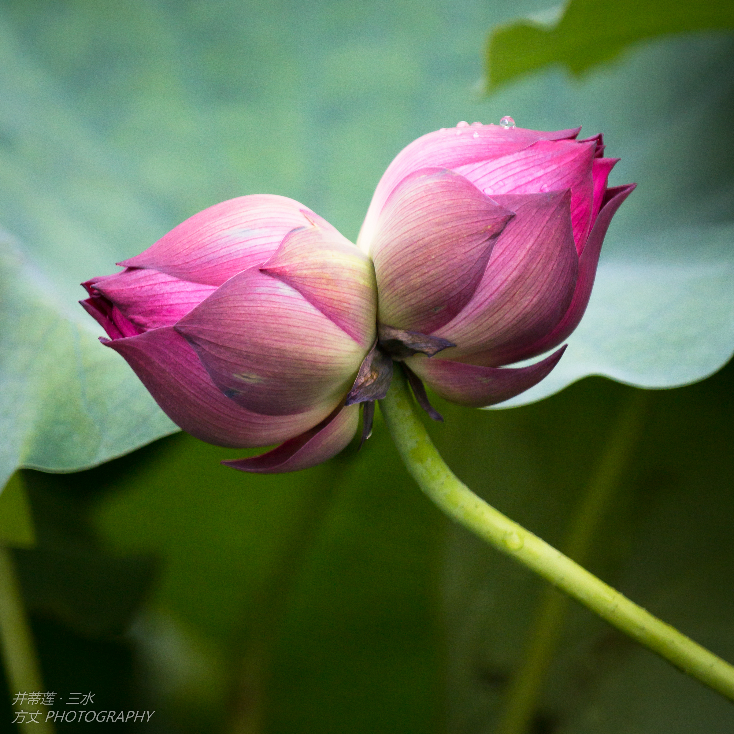 六月荷香花开并蒂