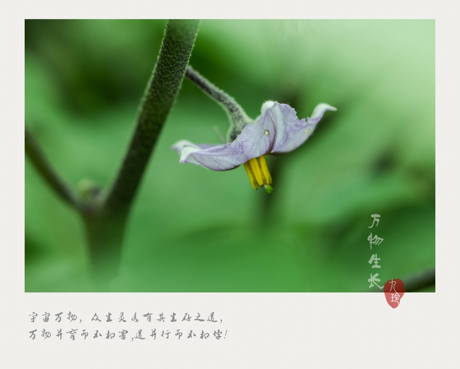 万物生长