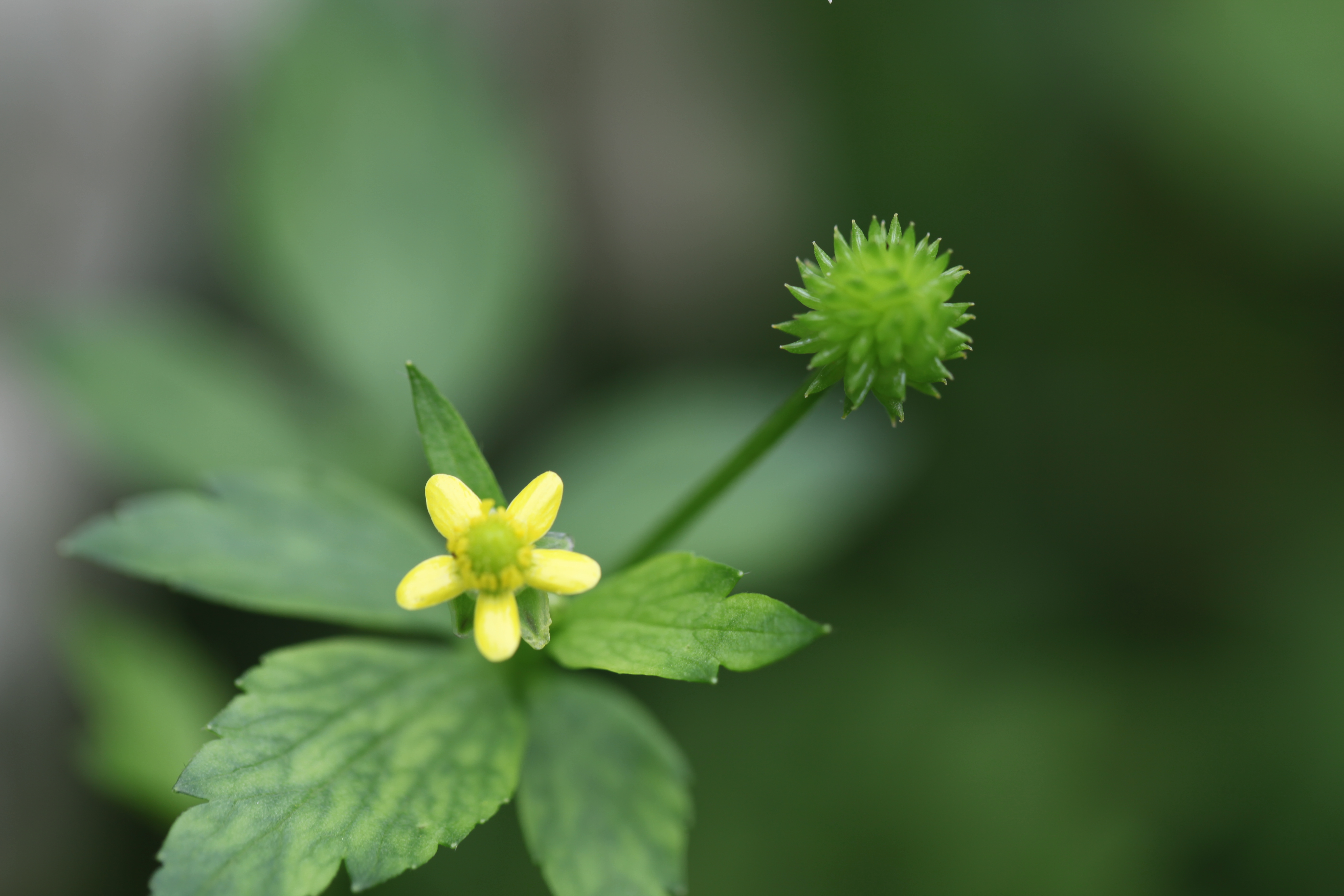 小花小草