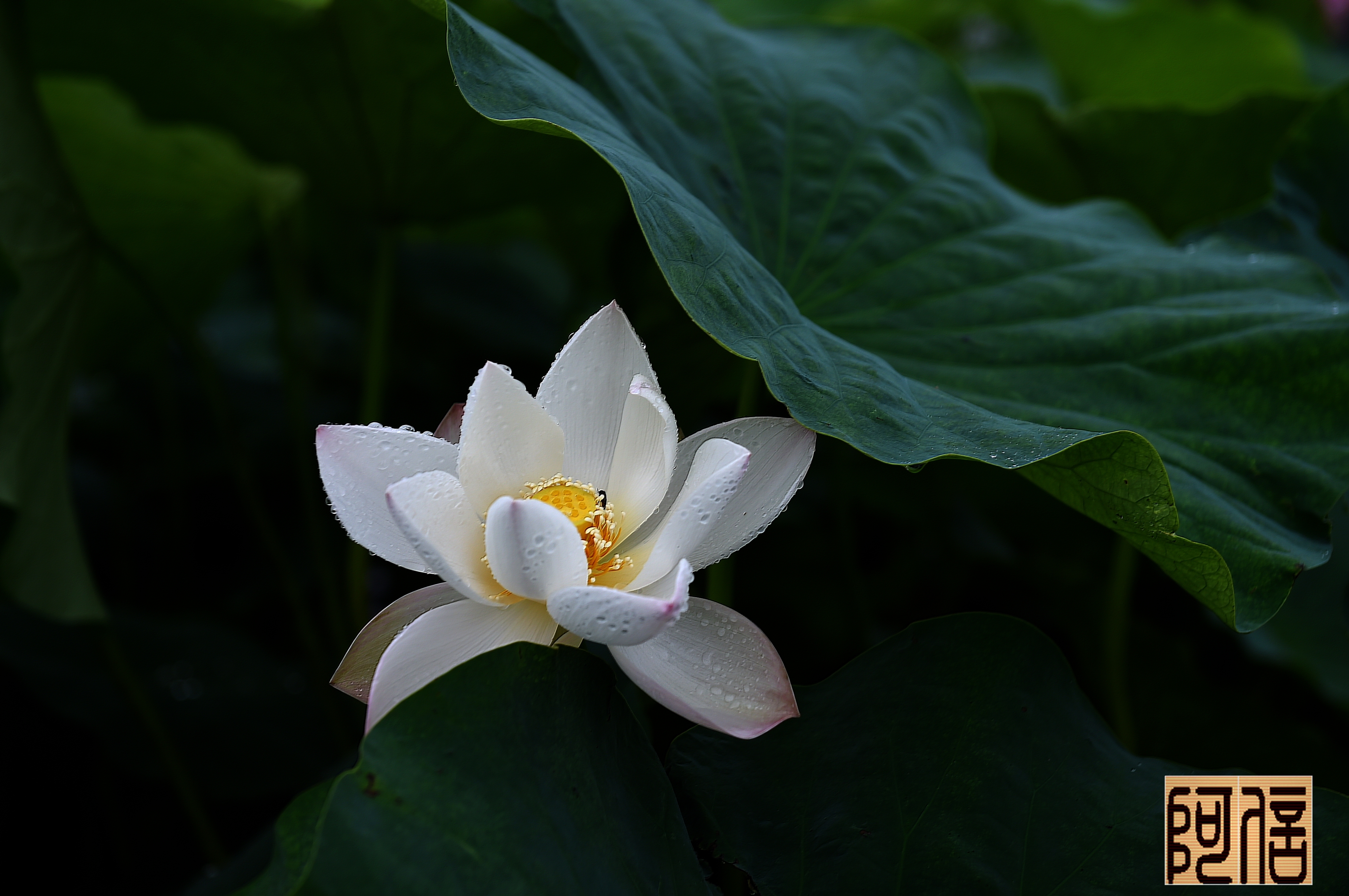 雨荷