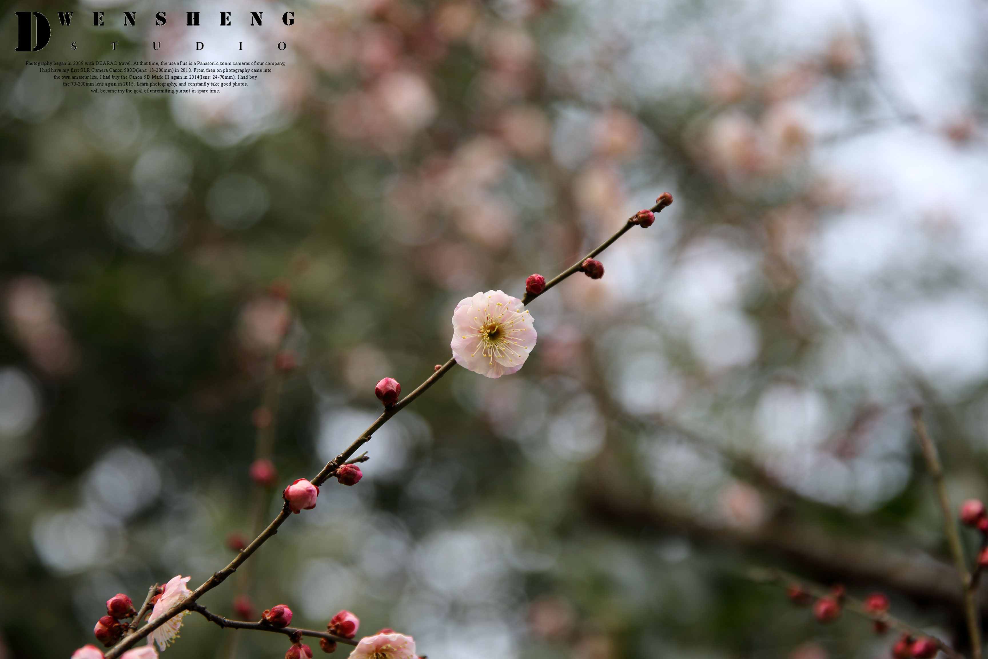 南京梅花山