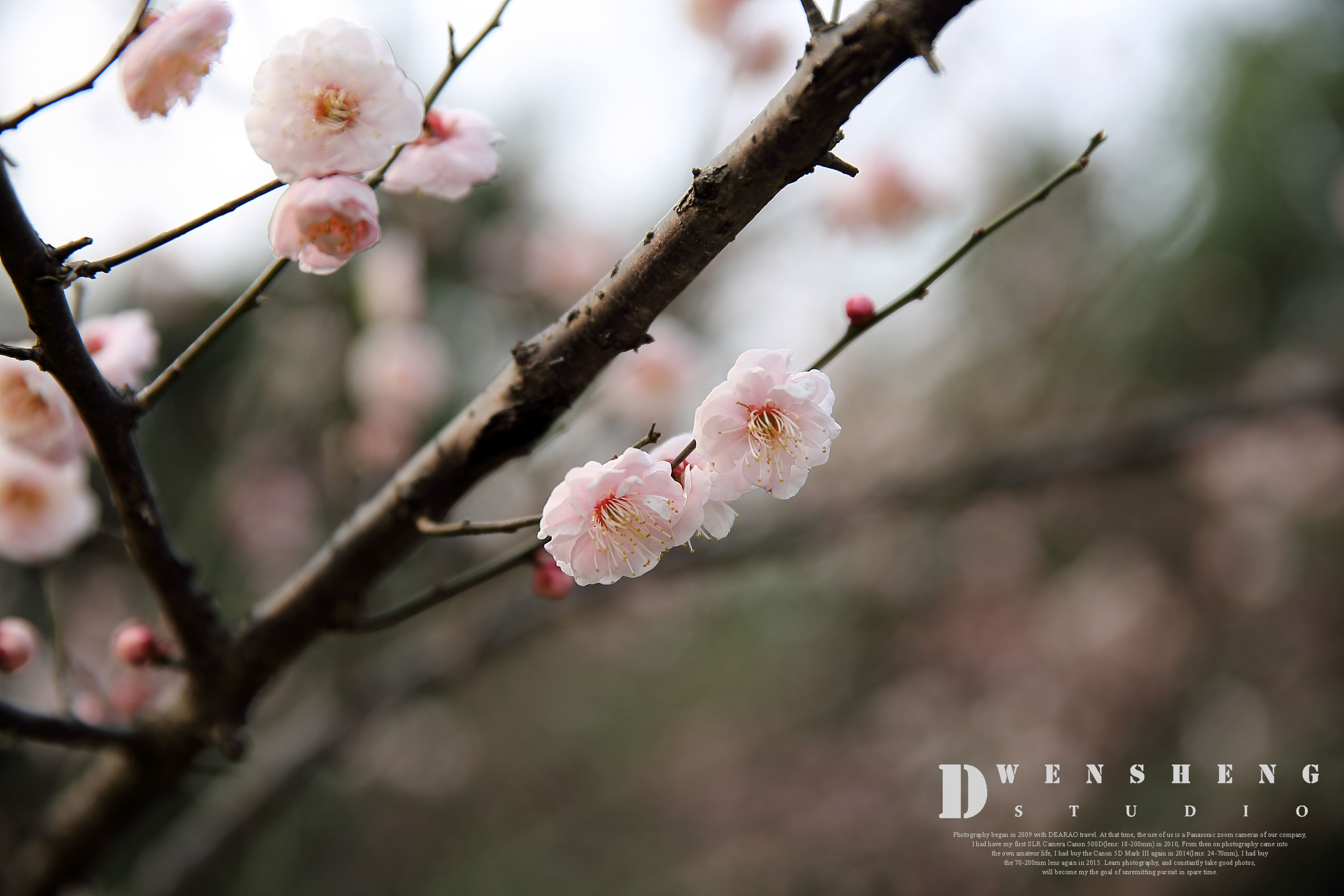 南京梅花山