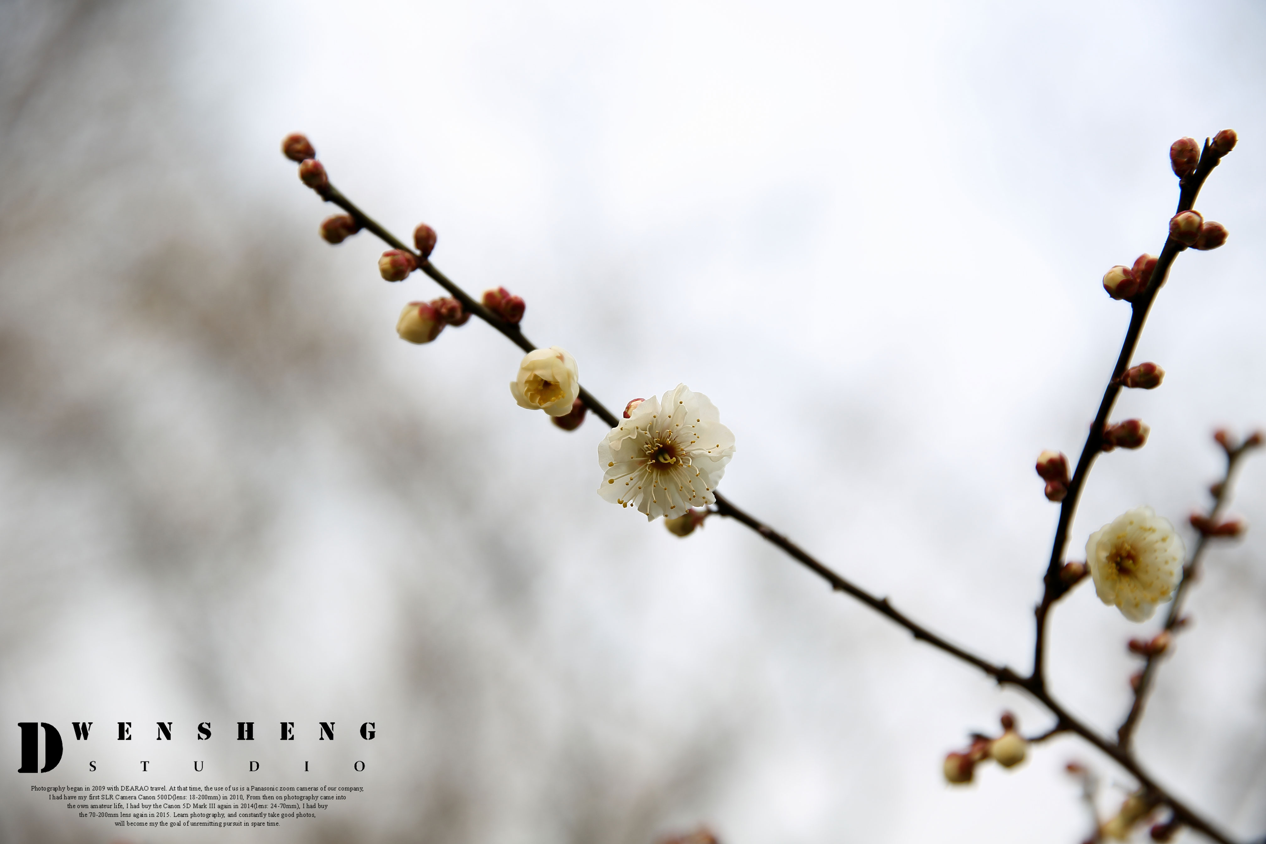 南京梅花山